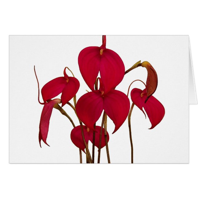 Orchidée de Masdevallia - carte (Devant horizontal)