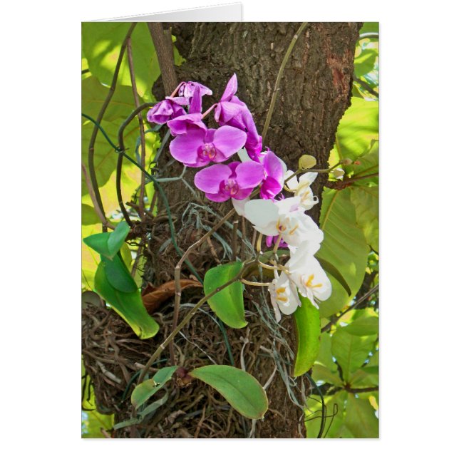 Orchidée de Phalaenopsis (Devant)