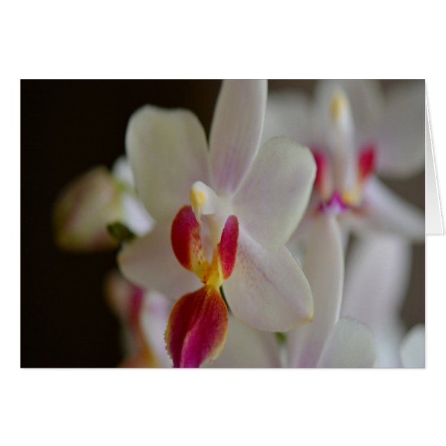 Orchidée de Phalaenopsis (Devant horizontal)