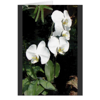 orchidée de Singapour 4