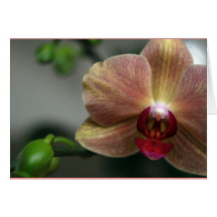 Orchidée et Bud