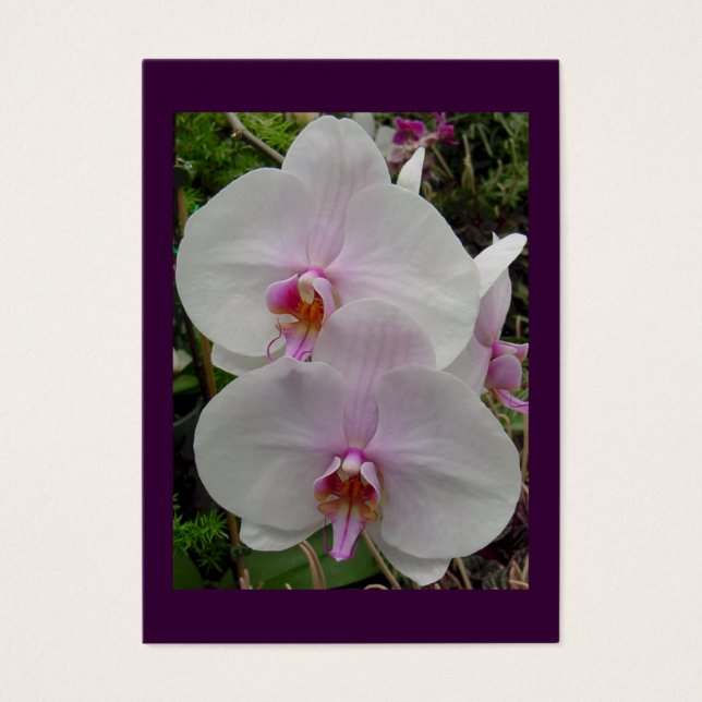 Orchidée - Fleur rose (Colossiens 2:3) (Devant)