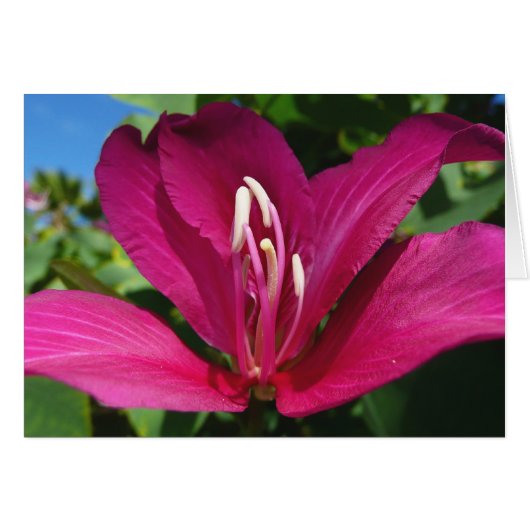 Orchidée Fleurie tropicale Florale (Devant horizontal)