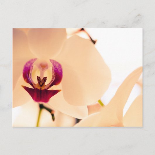 Orchidee glimlach briefkaart (Voorkant)