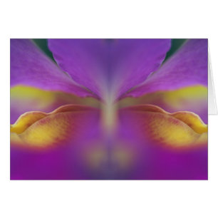 Orchidée hybride, Floride 2