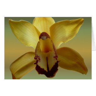 Orchidée jaune