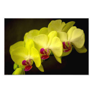 Orchidée jaune - Impression photo