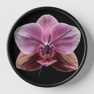 Orchidee op zwarte achtergrond