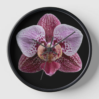 Orchidee op zwarte achtergrond