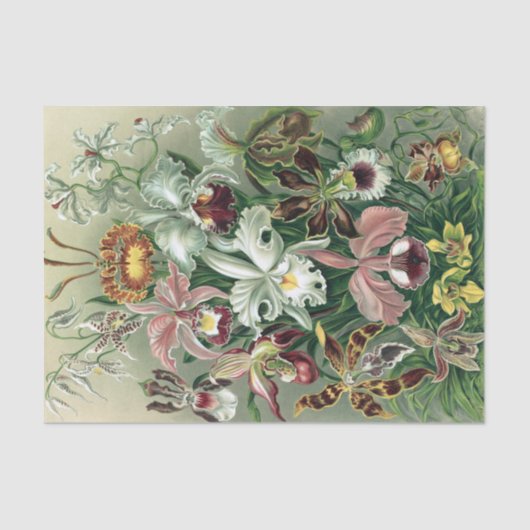  orchidee orkest Haeckel Lithograaf Poster Tissuepapier (Voorkant)