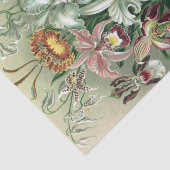  orchidee orkest Haeckel Lithograaf Poster Tissuepapier (Detail)