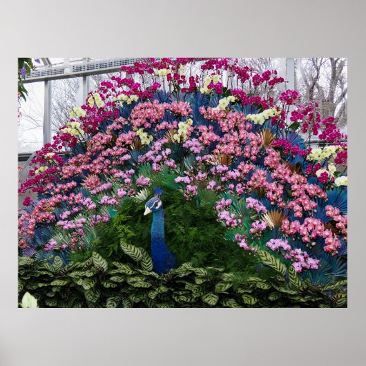 Orchidee Pauw Poster (Voorkant)
