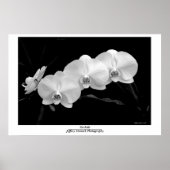Orchidee Poster (Voorkant)
