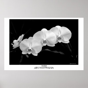 Orchidee Poster