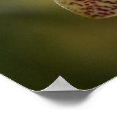 Orchidee Poster (Hoek)