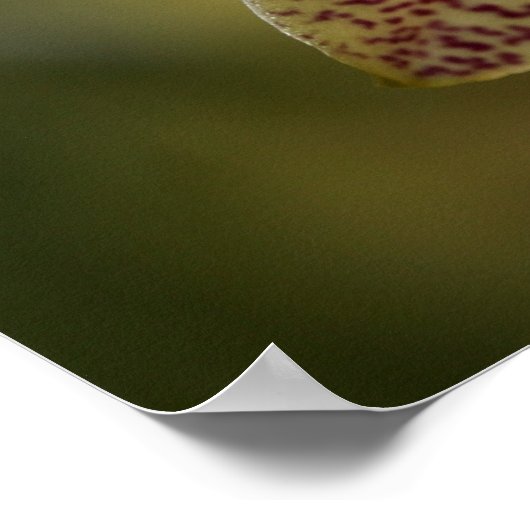 Orchidee Poster (Hoek)