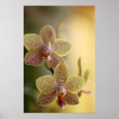 Orchidee Poster (Voorkant)