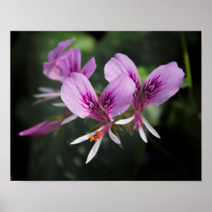 Orchidee Poster