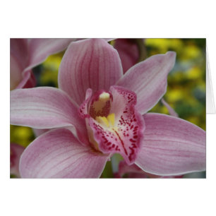 Orchidée rose