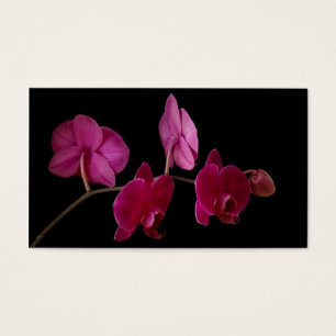 Orchidée rose de Dendrobium sur le noir -