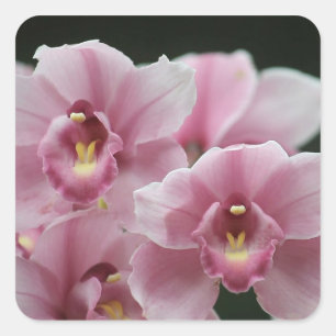 orchidée rose fermer les autocollants carrés