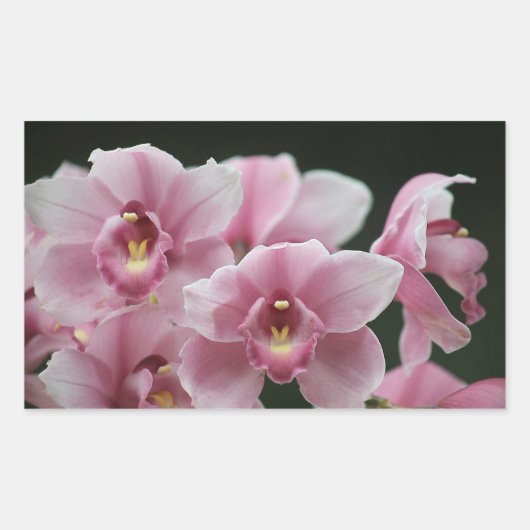orchidée rose fermer les autocollants du rectangle (Devant)