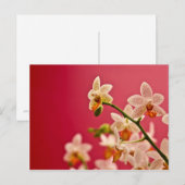 Orchidée rouge ・ Carte postale (Devant / Derrière)