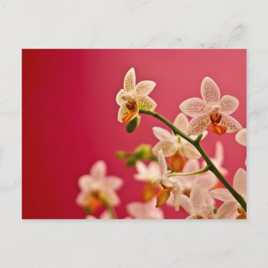 Orchidée rouge ・ Carte postale (Devant)