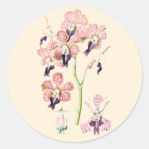 Orchidee Roze paarse botanische illustratie Ronde Sticker