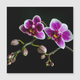 Orchidee roze witte kleur op zwart bord zacht