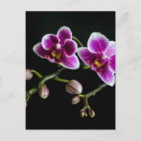 Orchidee roze witte kleur op zwart bord zacht