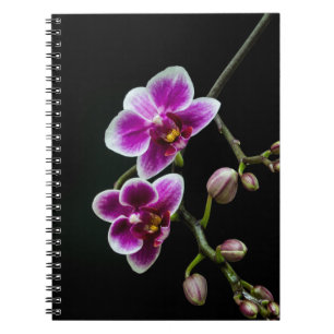 Orchidee roze witte kleur op zwart bord zacht notitieboek