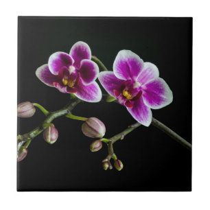 Orchidee roze witte kleur op zwart bord zacht tegeltje