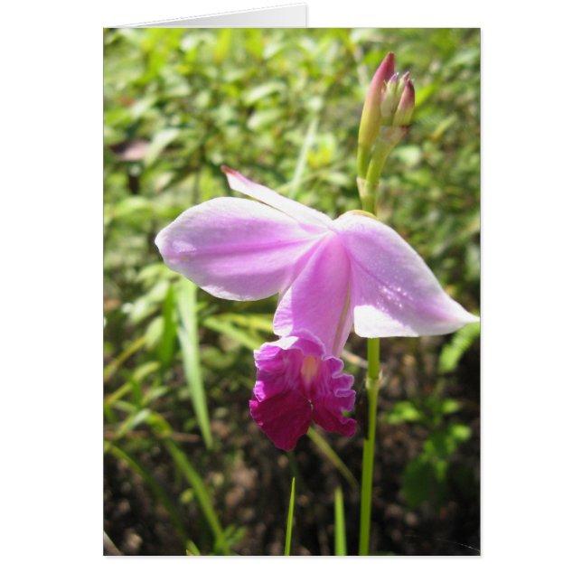 Orchidée sauvage - Customisée (Devant)