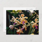 Orchidée sauvage Enregistrer la carte postale Date (Devant / Derrière)