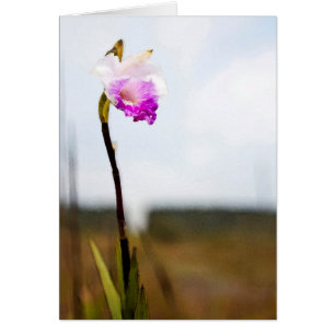 Orchidée sauvage tropicale du volcan Hawaii