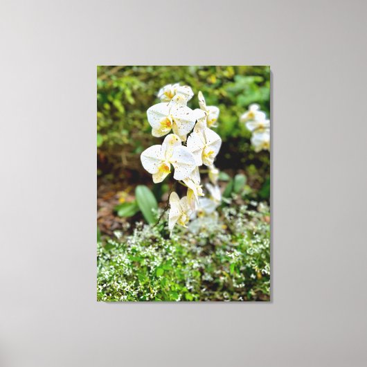 Orchidee Schoonheid Canvas Afdruk (Voorkant)
