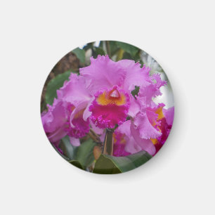 Orchidee Schoonheid Magneet