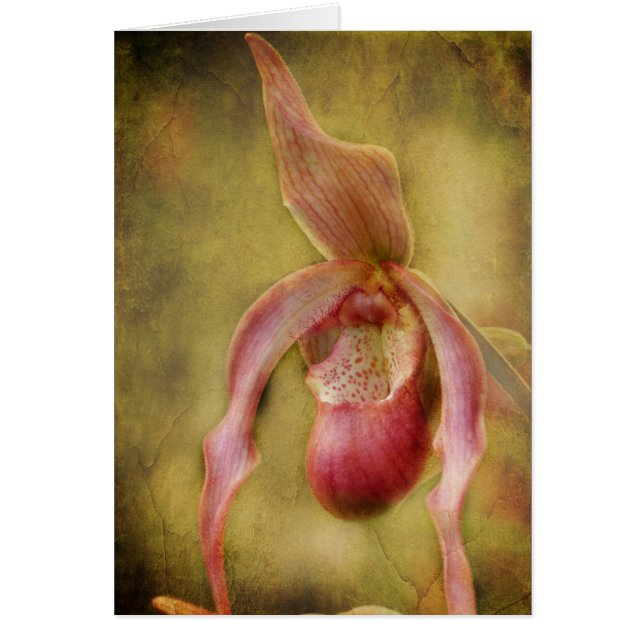 Orchidée texturisée de Madame pantoufle (Devant)