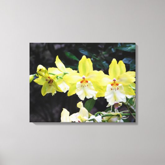 Orchidée Trio toile enroulée Imprimer (Recto)