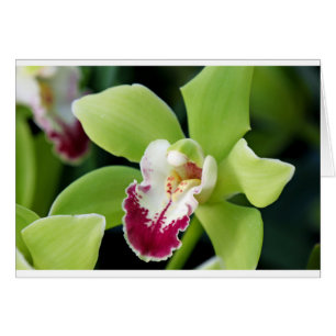 Orchidée verte