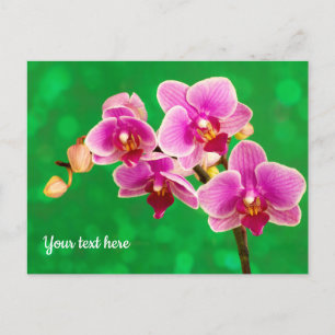 Orchidée violette sur carte postale verte