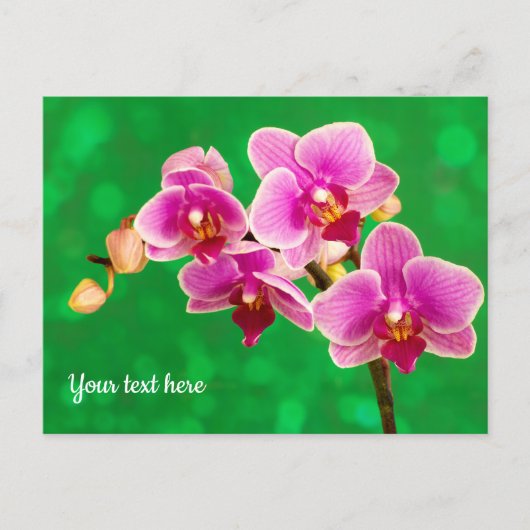 Orchidée violette sur carte postale verte (Devant)