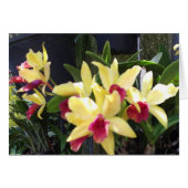 Orchideeën 22 (Voorkant Horizontaal)