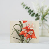 Orchideeën Blooming Flower Old Illustration Briefkaart (Staand voorkant)