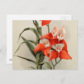 Orchideeën Blooming Flower Old Illustration Briefkaart (Voorkant / Achterkant)