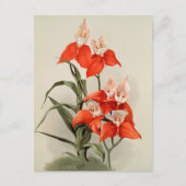Orchideeën Blooming Flower Old Illustration Briefkaart (Voorkant)