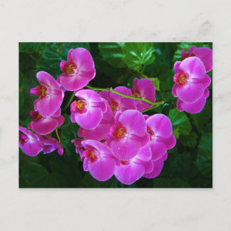 Orchideeën Briefkaart