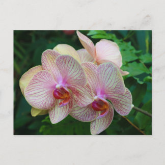 Orchideeën Briefkaart