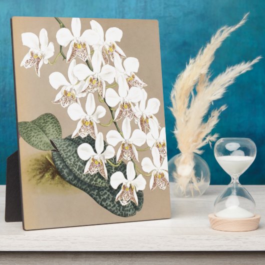 Orchideeën Fotoplaat (Zijkant)